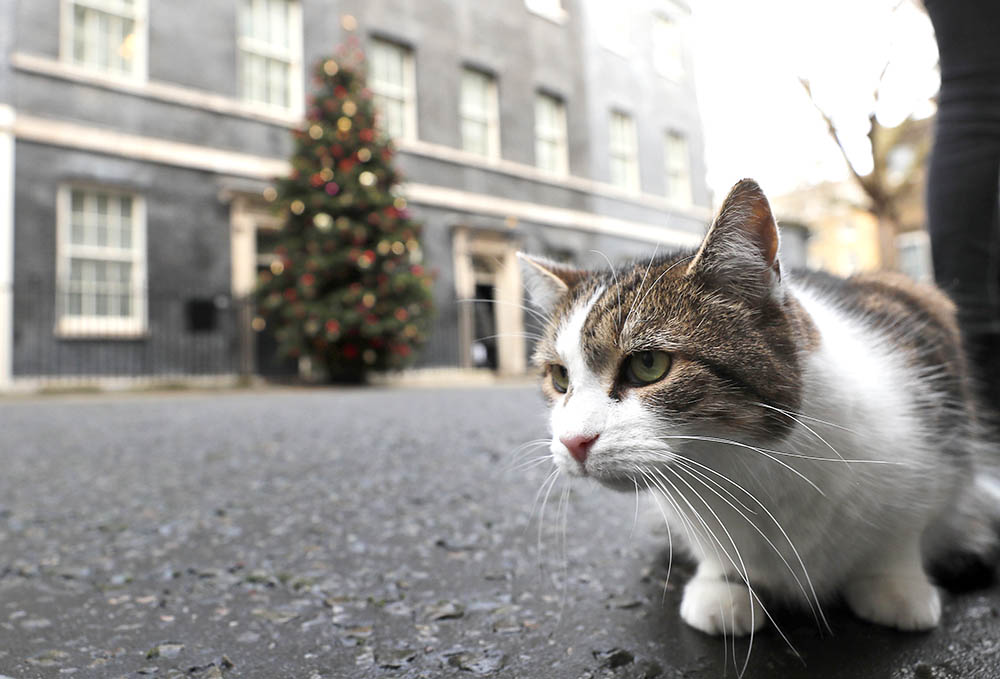 Whiskers of Wisdom: Larry's Favorability Surpasses Sunak, Starmer - Larry the Cat's Background and Role